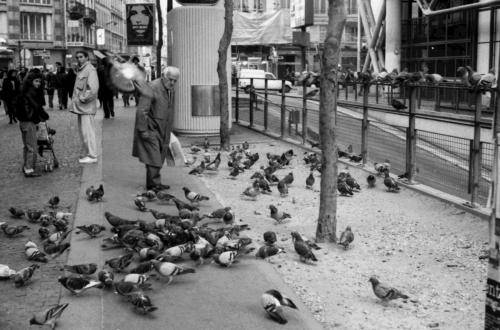 L'homme aux pigeons