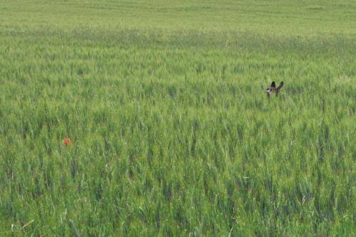 Chasse au coquelicot
