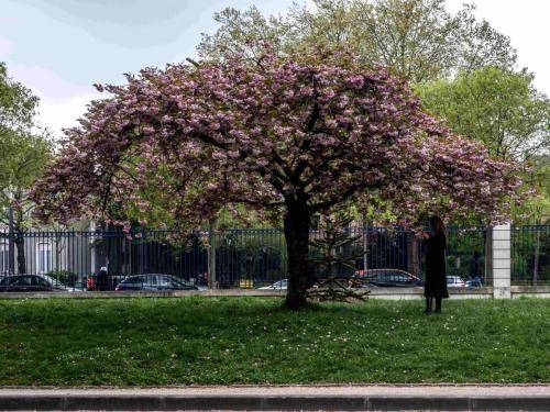 Auprès de mon arbre 