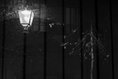 Prison pour arbre et lumière